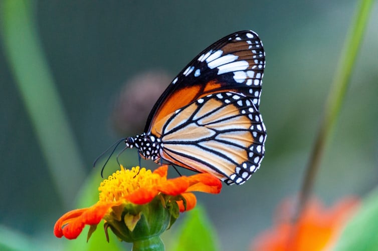 préserver la biodiversité dans son jardin